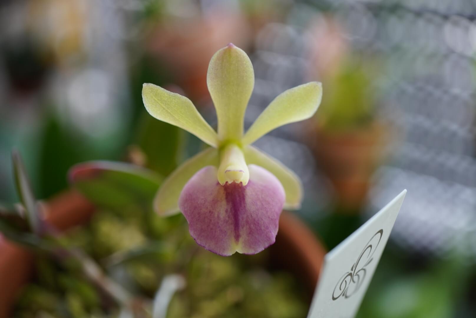 Rdn. Pixie Valley ‘Piccolina’