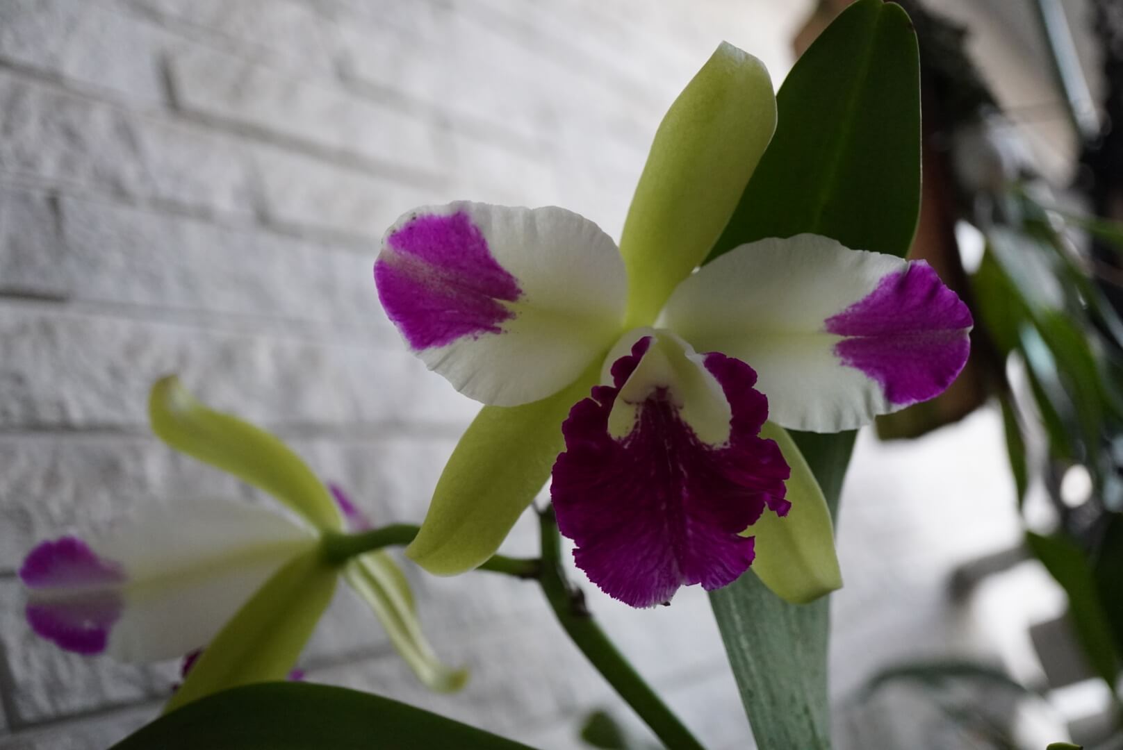 Eplc. Mae Bly ‘Ching Hua Splash’