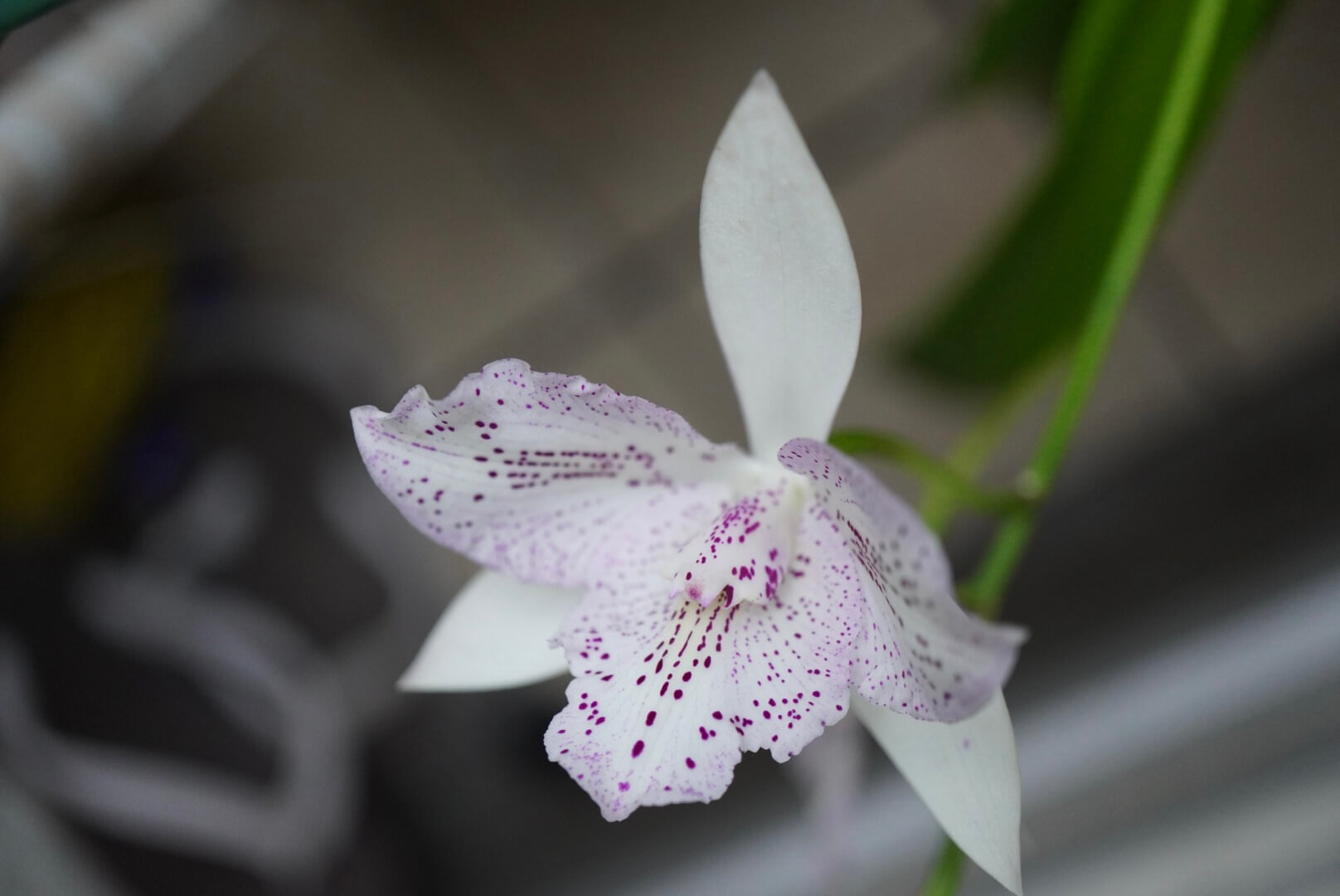 Caulocattleya Chantilly Lace ‘Twinkle’