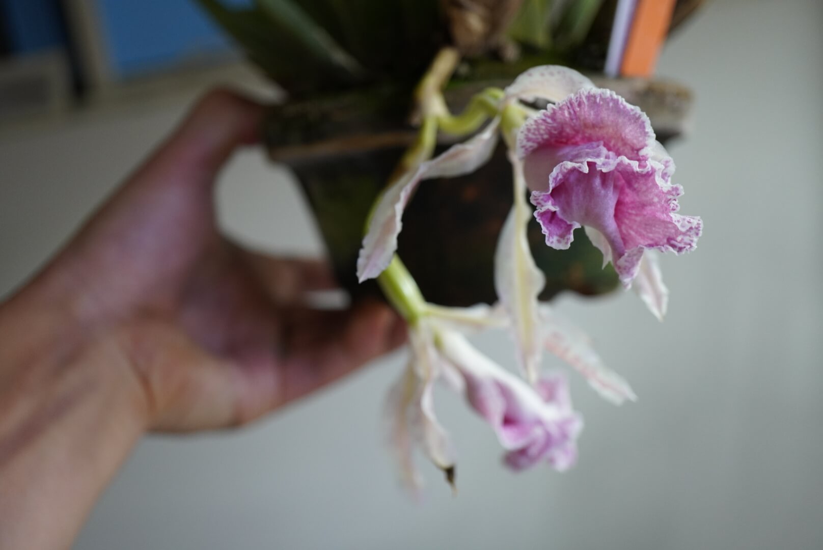 Trichopilia Charles ‘Young Memory’