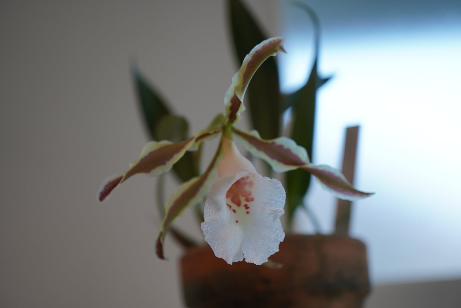 Trichopilia tortilis