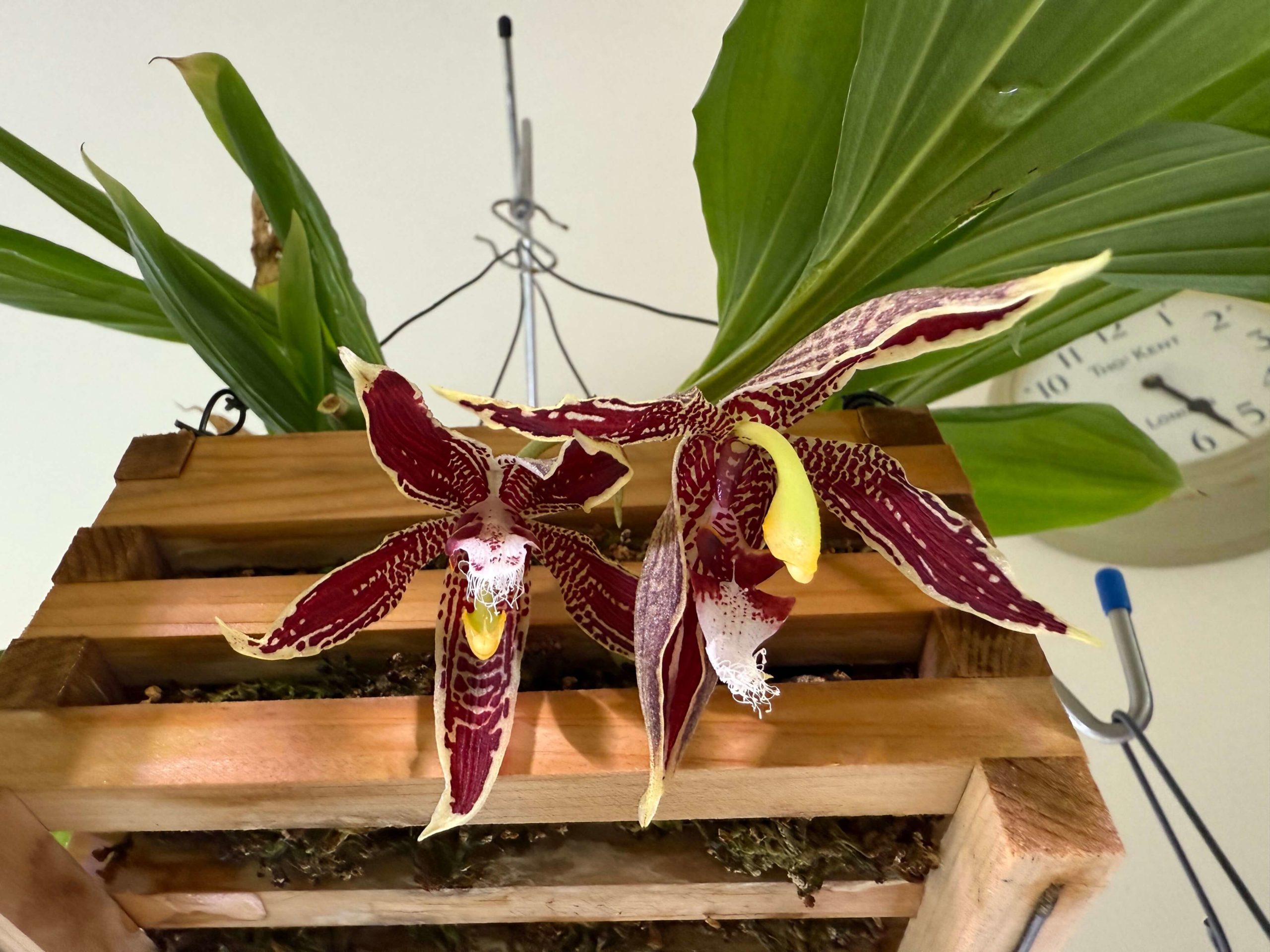 2025 Paphinia cristata 4回目