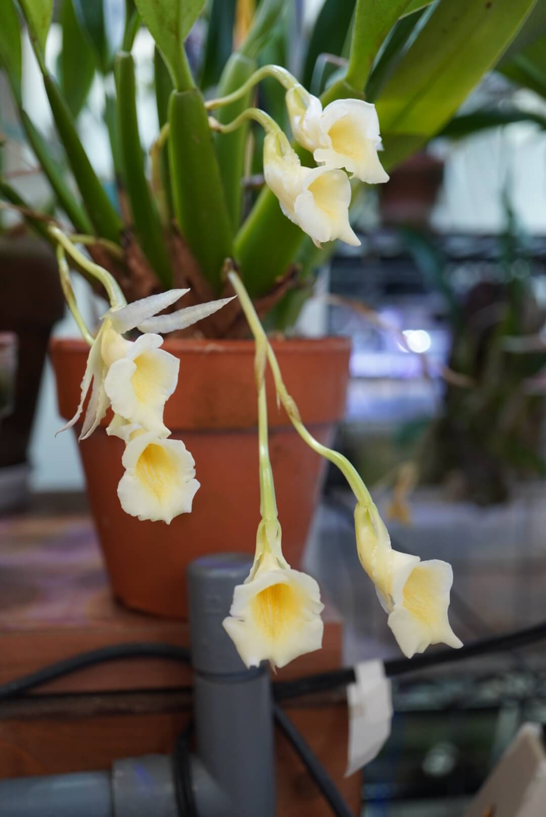 Trichopilia rostrata