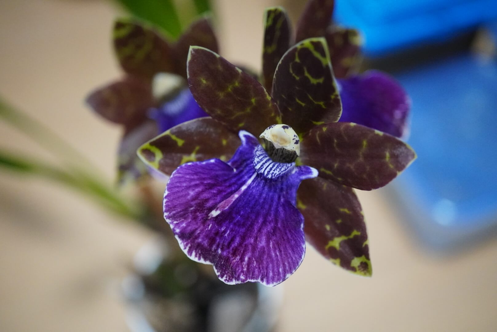 Zygopabstia Marry Ann