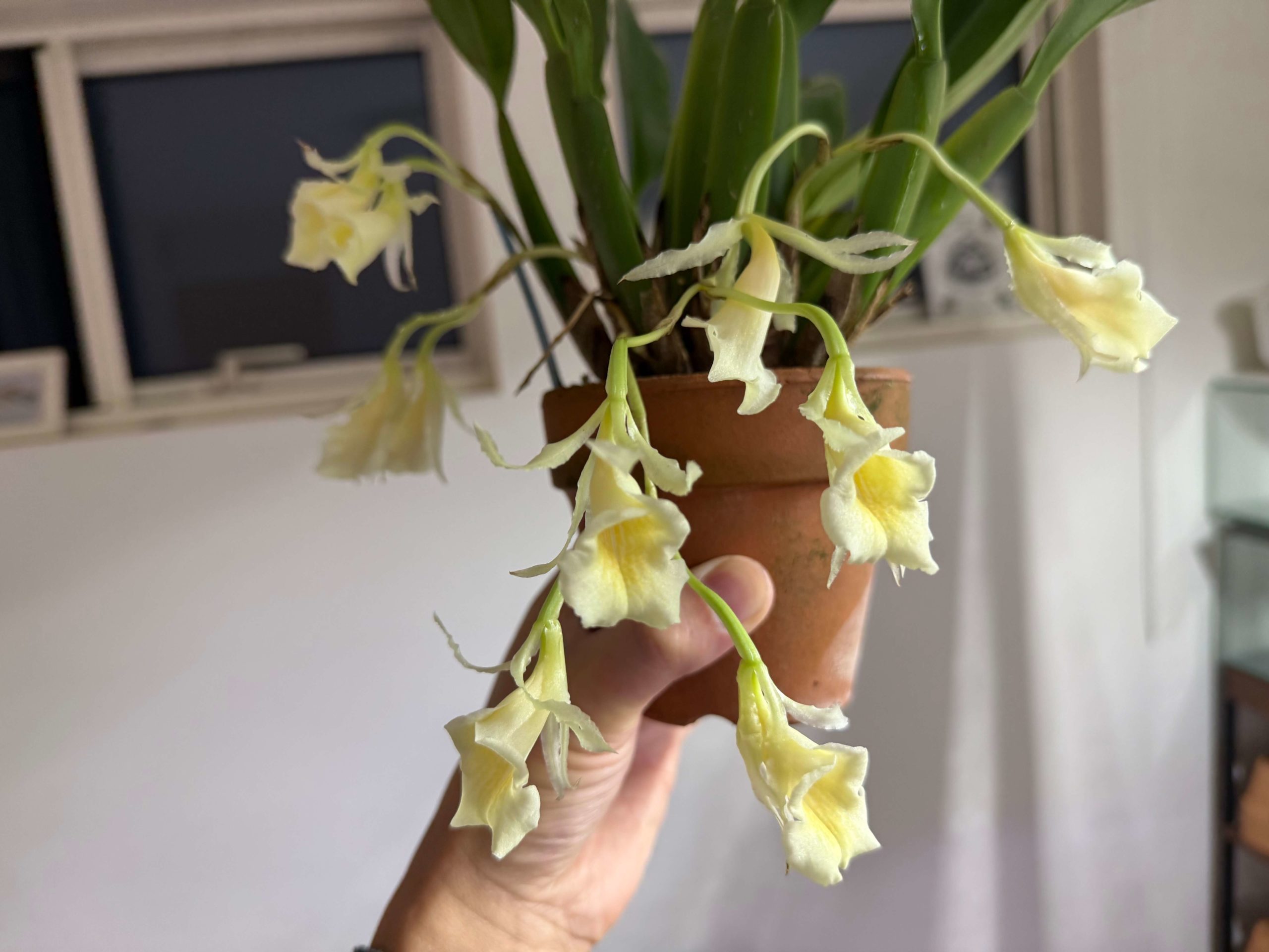 Trichopilia rostrata